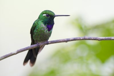 Purple-bibbed Whitetip (Male) - Tandayapa Lodge, Ecuador