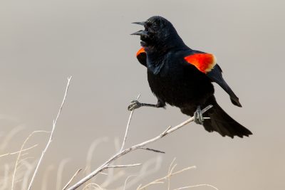 Red-winged Blackbird (Singing)