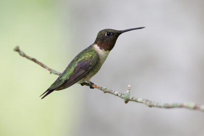 Ruby-throated Hummingbird (Male back)