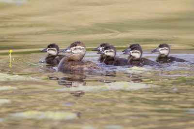 Ruddy Duck (Female with Babies) - Pearrygin State Park, Washington State