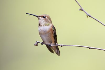 Rufous Hummingbird (Female on perch