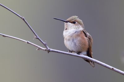 Rufous Hummingbird (Female)1