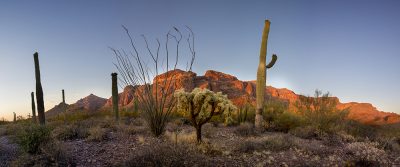 Saguaro Cactus - Organ Cactus National Monument, Arizona4177