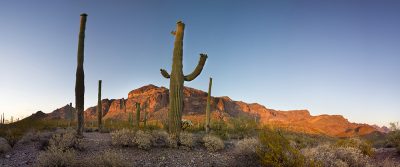 Saguaro Cactus - Organ Cactus National Monument, Arizona4178