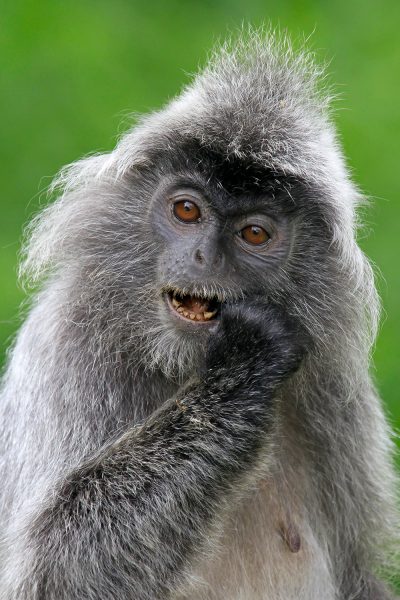 Silver Lipped Monkey - Bako National Park 