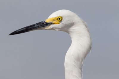 Snowy Egret (Profile)