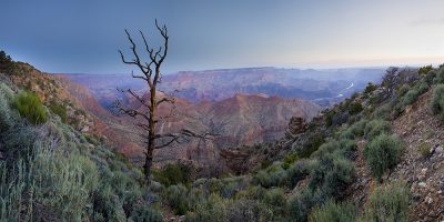 Sunrise - Desert View, Grand Canyon, Arizona (Lonely tree)