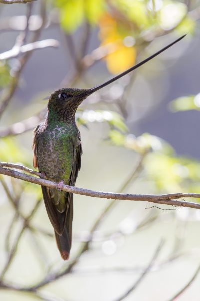 Sword-billed Hummingbird (Male).