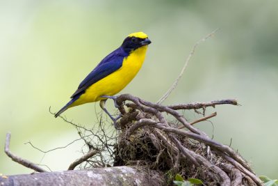 Thick-billed Euphonia (Male) - Milpe, Ecuador