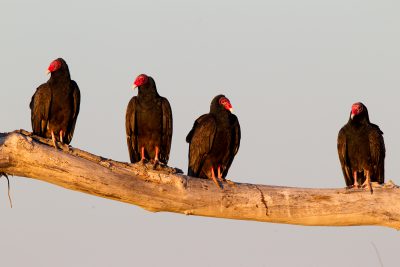 Turkey Vulture Gang