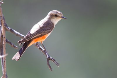 Vermilian Flycatcher (Female)