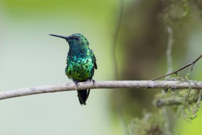 Western Emerald (Male) - Tandayapa Lodge, Ecuador