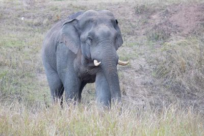 Asiatic Elephant (Elephas Maximus)