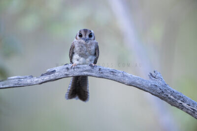 Australian Owlet Nightjar 2
