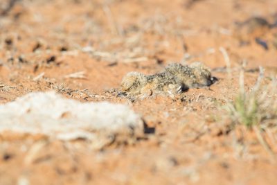 Australian Pratincole - Young (Stiltia isabella) - Simpson Desert, NT