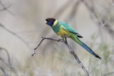 Port Lincoln Parrot	(Barnardius zonarius zonarius) - Alice Springs, NT