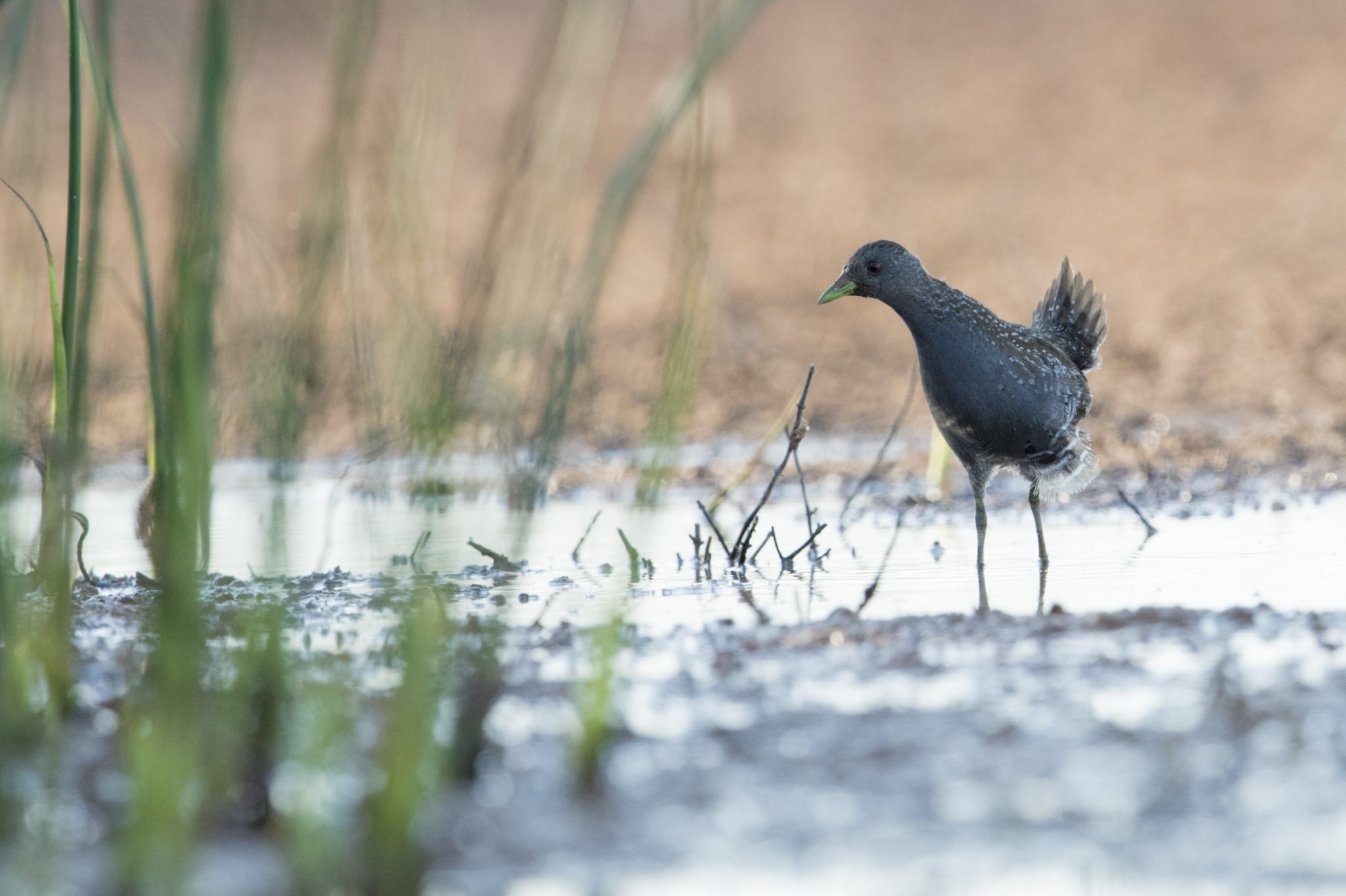 Australian Spotted Crake (Porzana fluminea)