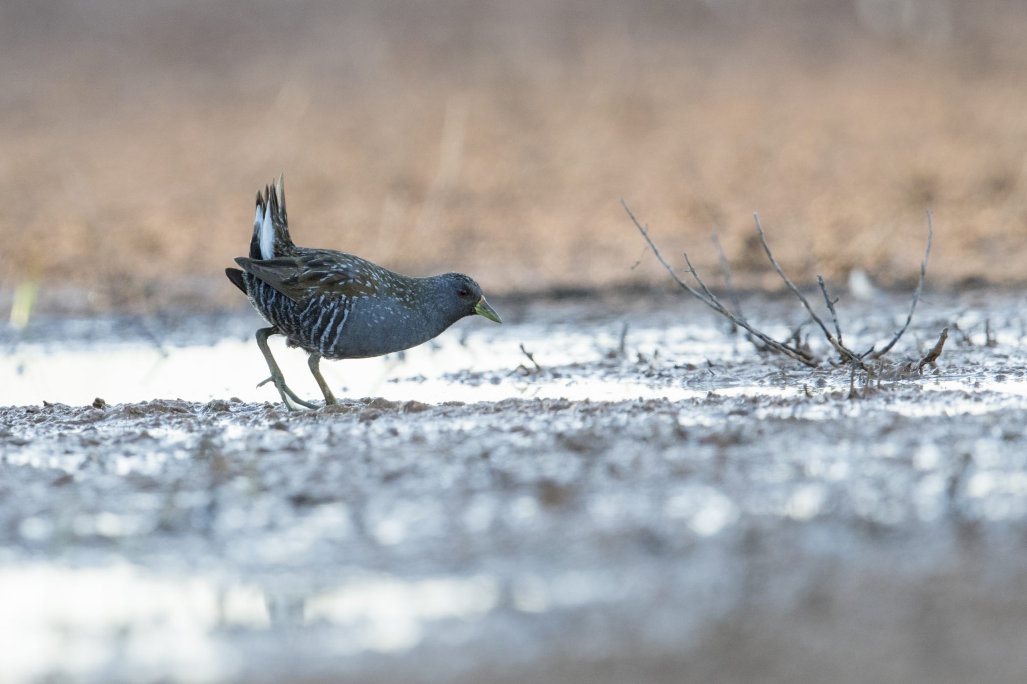 Australian Spotted Crake (Porzana fluminea)1