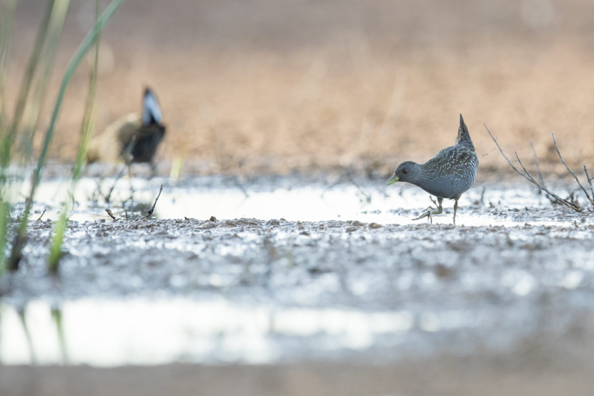 Australian Spotted Crake (Porzana fluminea)2