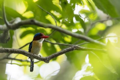 Banded Kingfisher - Male
