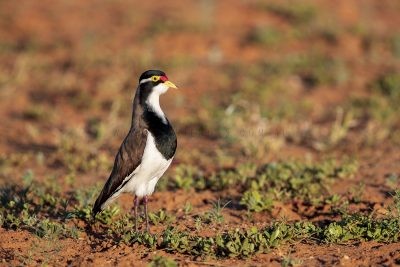Banded Lapwing (Vanellus tricolor).2