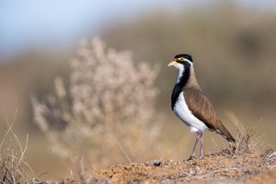 Banded Lapwing.1
