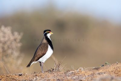 Banded Lapwing.2