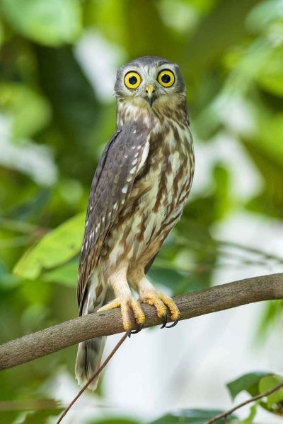 Barking Owl (Ninox connivens peninsularis).3