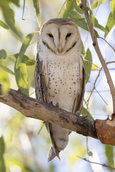 Barn Owl (Tyto alba delicatula) - TImber Creek, NT