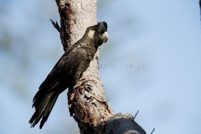 Bauden's Black-Cockatoo (Calyptorhynchus baudinii)