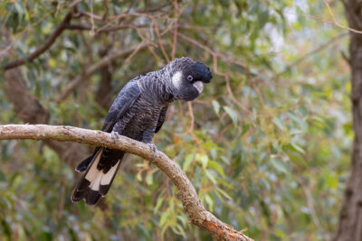 Baudin's Black-cockatoo - Male