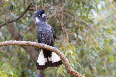 Baudin's Black-cockatoo - Male Displaying