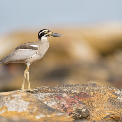 Thick-knees, Bustards and Cranes