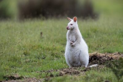 Bennets Wallaby (Albino)