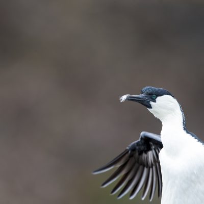 Boobies and Gannets, Darters, Frigatebirds, Cormorants and Shags