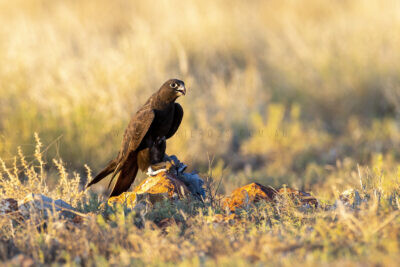 Black Falcon - Female
