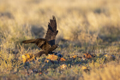 Black Falcon - Female with Flock Bronzewing