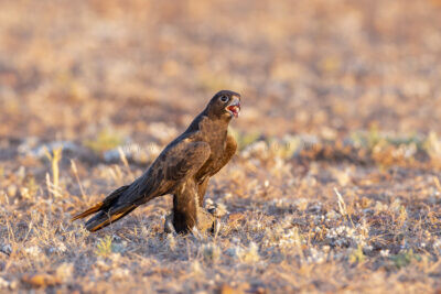 Black Falcon - Female with Flock Bronzewing.