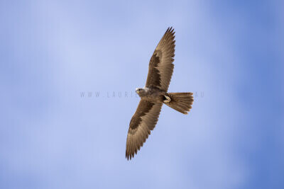 Black Falcon - In flight