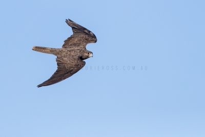 Black Falcon - In flight (Back)
