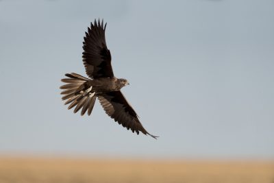 Black Falcon - In Flight (Falco subniger)