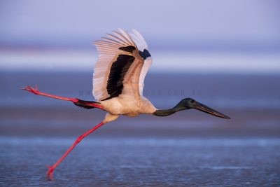 Black-necked Stork - Male Takeoff
