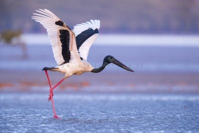 Black-necked Stork - Male taking off