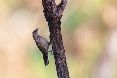 Black-tailed Treecreeper - Male (Climacteris melanura melanura)