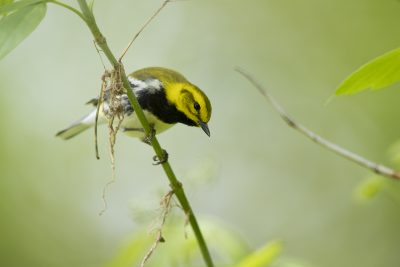 Black-throated Green Warbler (Setophaga virens)1