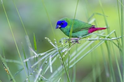 Blue-faced Parrot Finch - Male