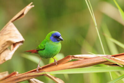 Blue-faced Parrot-finch - Male1