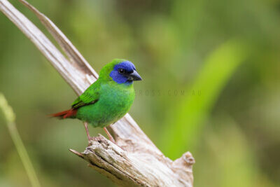 Blue-faced Parrot-finch - Male2
