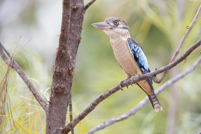 Northern Blue-winged Kookaburra (Dacelo leachii) - Ubirr, NT