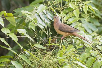 Brown Cuckoo-dove (Macropygia amboinensis robinsoni)